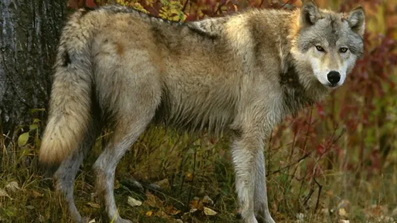 Cover art for Wolf Jigsaw Puzzles