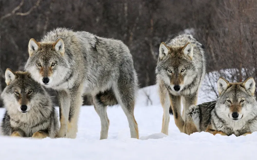 Wolf Jigsaw Puzzles screenshot: A wolf against snow, part assembled, with good tonal separation