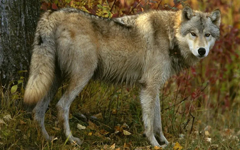 Wolf Jigsaw Puzzles screenshot: The picture grid showing the range of the library